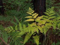 Fern and tree Fern and tree